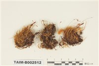 藏品(曲尾苔科)的圖片